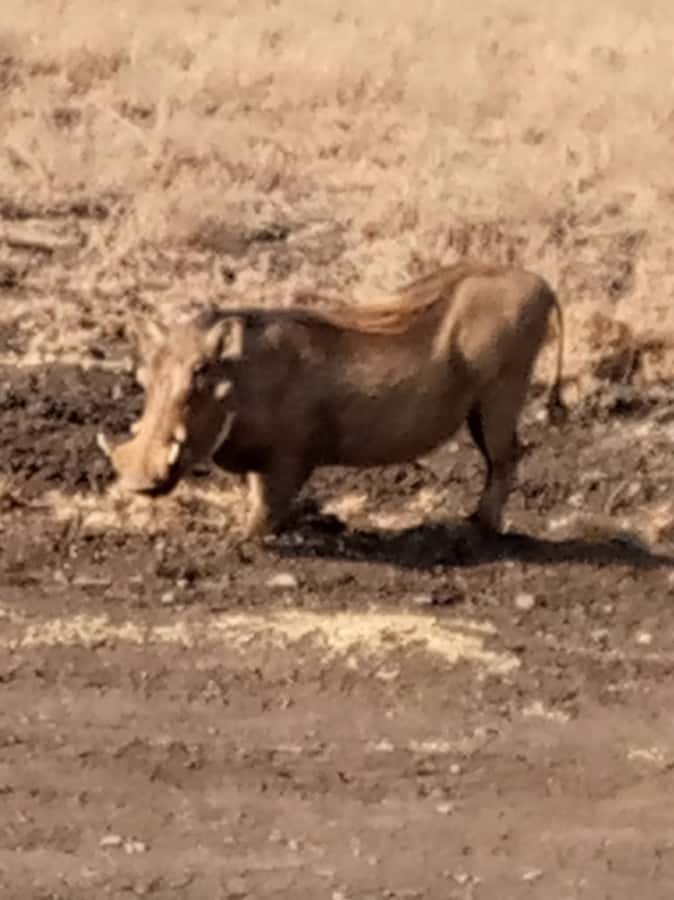 Overnight safari to Tsavo East from Mombasa / Diani Beach - Key points to know before booking
