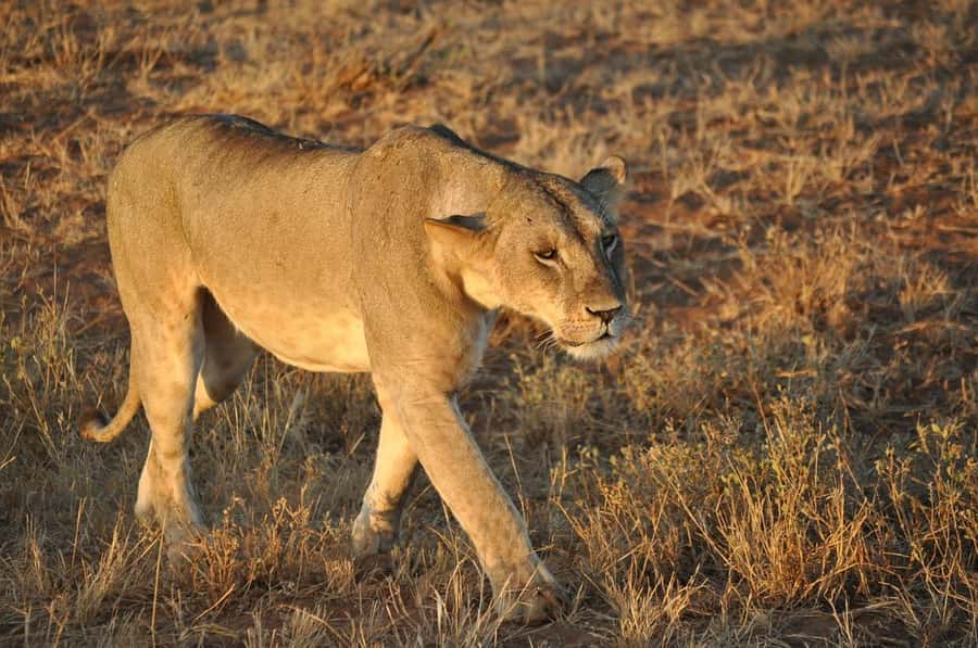 Overnight safari to Tsavo East from Mombasa / Diani Beach - Is $530 per person good value?