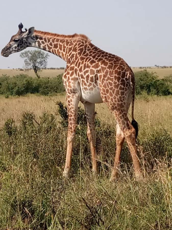Overnight safari to Tsavo East from Mombasa / Diani Beach - Why Tsavo East works for a two-day safari