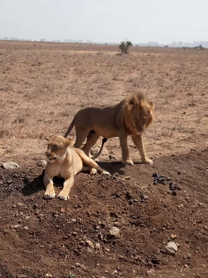 Overnight safari to Tsavo East from Mombasa / Diani Beach - Aruba Dam, a practical waterhole with a story