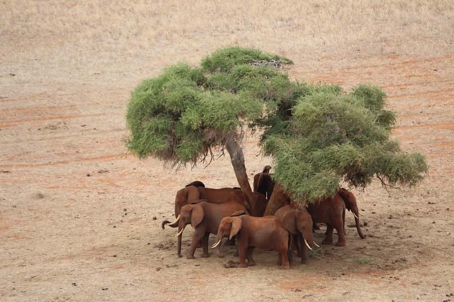 Overnight safari to Tsavo East from Mombasa / Diani Beach - Lunch and the 4:00pm afternoon drive