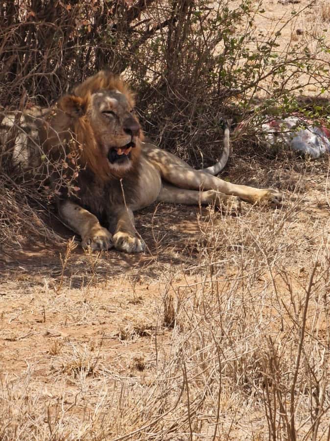 Overnight safari to Tsavo East from Mombasa / Diani Beach - What the private vehicle changes