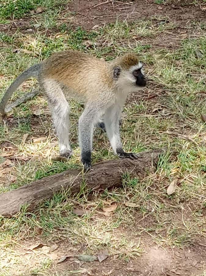 Overnight safari to Tsavo East from Mombasa / Diani Beach - The 5:00am departure from Mombasa or Diani