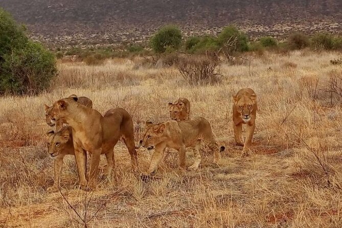 Overnight Safari to Tsavo East National Park from Mombasa/Diani - Why Tsavo East works well from Mombasa