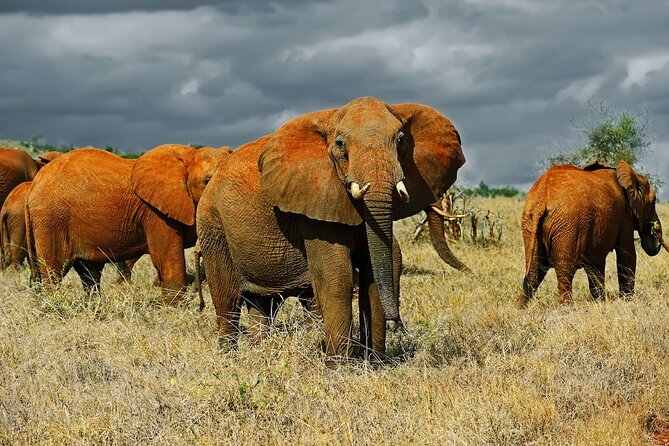 Overnight Safari to Tsavo East National Park from Mombasa/Diani - Lunch and an overnight stay near Voi