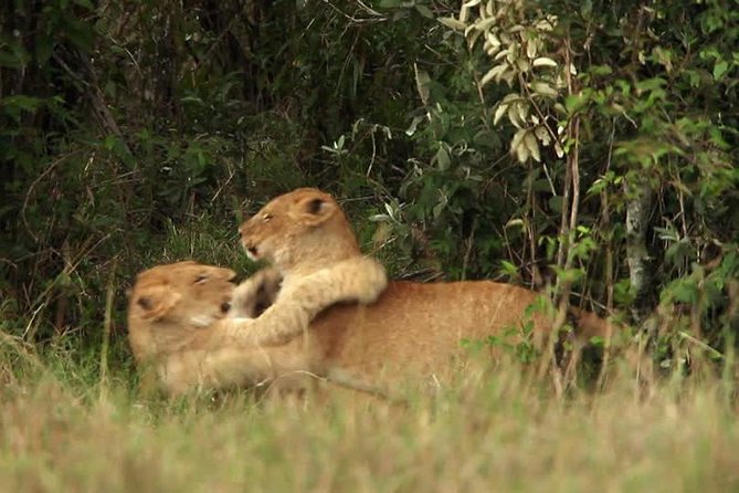Overnight Safari to Tsavo East National Park from Mombasa/Diani - The 3:30 p.m. drive toward the pipeline area