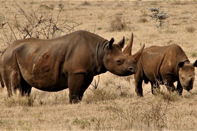 Overnight Safari to Tsavo East National Park from Mombasa/Diani - Comfort, timing, and the small print
