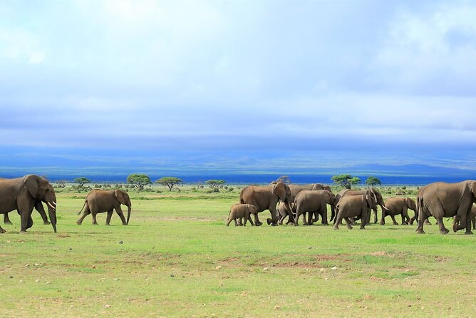 Overnight Tour in Amboseli National Park from Nairobi - The early Kilimanjaro view on day two