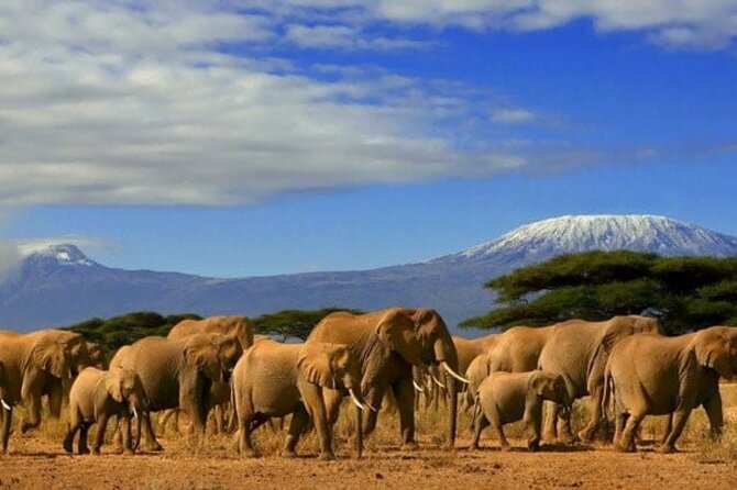 Overnight Tour in Amboseli National Park from Nairobi - Day one: lunch, rest, and an afternoon game drive