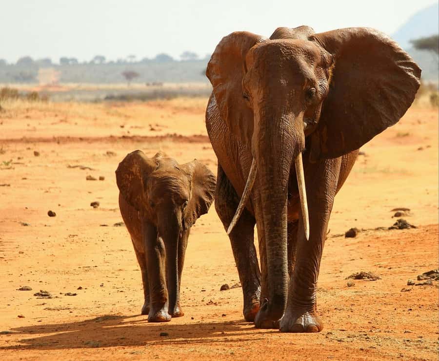 Overnight Tsavo East Safari From Mombasa/Diani (Private) - Lunch, rest, and the afternoon return to the park