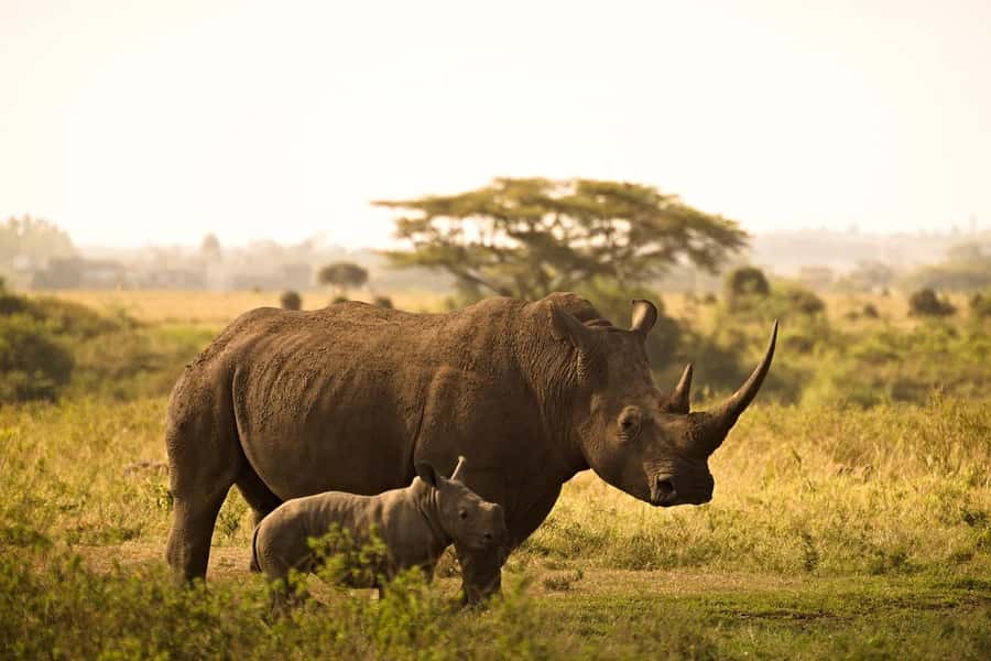 Overnight Tsavo East Safari From Mombasa/Diani (Private) - Voi Wildlife Lodge and the waterhole