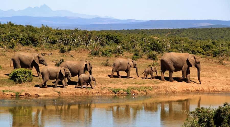 Overnight Tsavo East Safari From Mombasa/Diani (Private) - The second morning and exit game drive