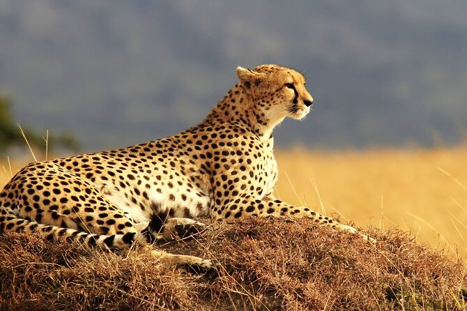 Private 3-Day Masai Mara Safari Adventure - What the $750 price really covers