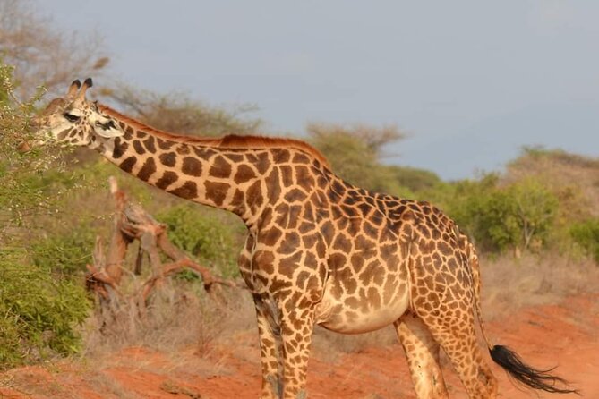 Private 3 Day Tsavo East Safari from Mombasa - Day 2: Choose Between a Full Day or Two Shorter Drives