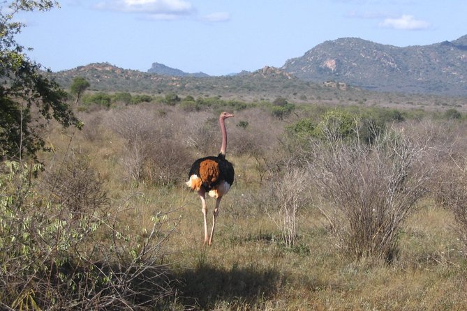 Private 3 Day Tsavo East Safari from Mombasa - Day 3: One Last Drive Before Mombasa
