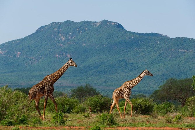 Private 3 Day Tsavo East Safari from Mombasa - What the $785.82 Price Covers
