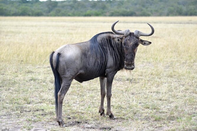 Private 5 Day Kenya Safari in Mara Lake Naivasha and Amboseli - Day 1: Elephants and Mount Kilimanjaro in Amboseli