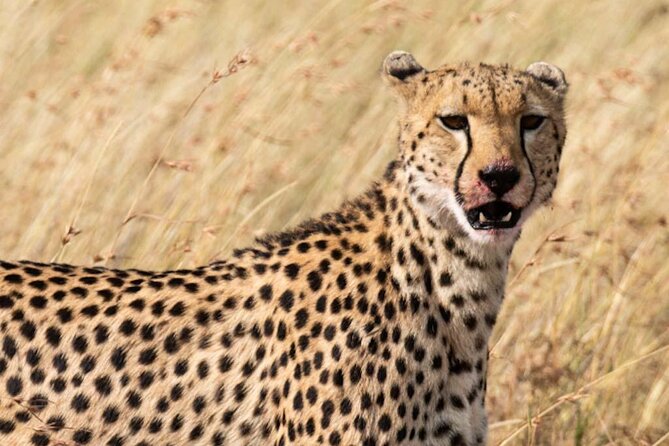 Private 5 Day Kenya Safari in Mara Lake Naivasha and Amboseli - Day 5: Returning to Nairobi