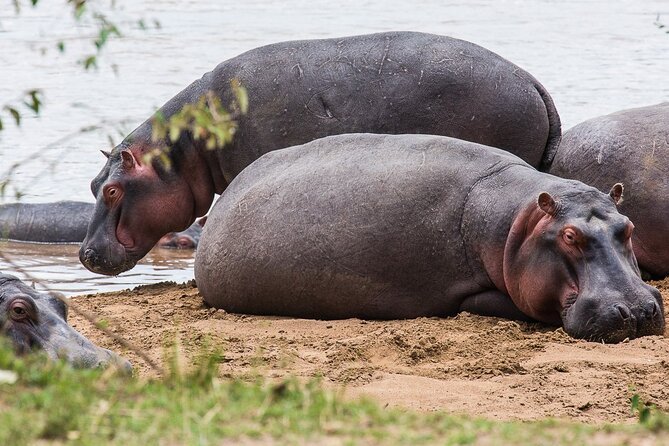 Private 5 Day Kenya Safari in Mara Lake Naivasha and Amboseli - Food, planning, and communication