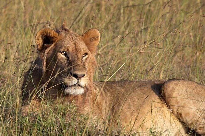Private 5 Day Kenya Safari in Mara Lake Naivasha and Amboseli - Day 2: Hippos, fish eagles, and a slower Lake Naivasha