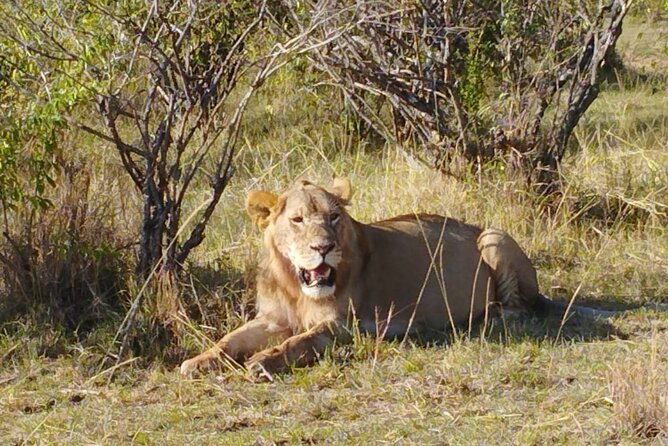 Private 5 Day Maasai Mara with Lake Nakuru and Lake Naivasha Tour - Day 2: A full Maasai Mara day and the Mara River