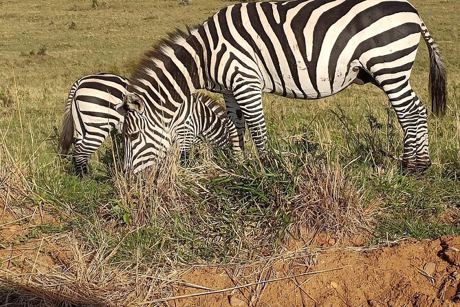 Private 6-Days Tour Exploring in Amboseli & Nakuru National Park - Why Amboseli gives this safari its opening punch
