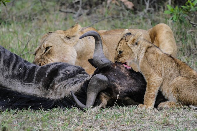 Private 7 Days Kenya Safari Amboseli, Naivasha, Nakuru, Mara - Day 6: The Mara gets its fullest wildlife time