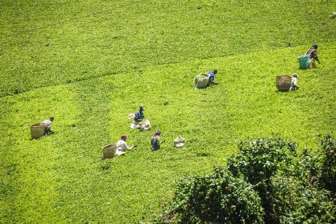Private Day Trip to Kiambethu Tea Farm in Limuru from Nairobi - Tea on the verandah, with the Ngong Hills beyond