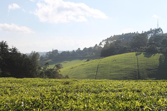 Private Day Trip to Kiambethu Tea Farm in Limuru from Nairobi - Starting with tea, coffee, and the farm story