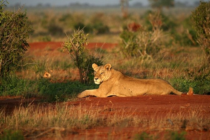 Private full day tour to Tsavo East National Park - Lunch at Voi Safari Lodge