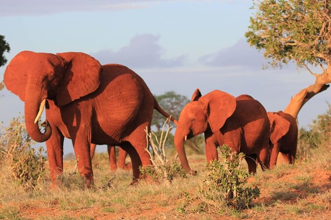 Private full day tour to Tsavo East National Park - What the private format changes