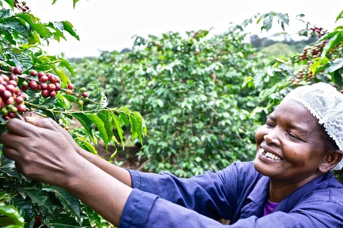 Private Half-Day Tour in Fairview Coffee Farm from Nairobi - Key points at a glance