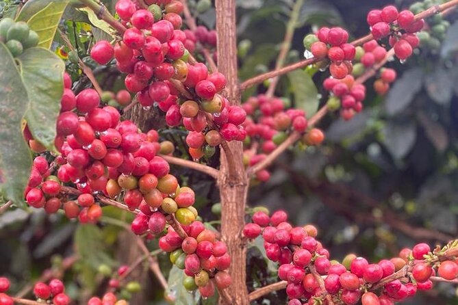 Private Half-Day Tour in Fairview Coffee Farm from Nairobi - The 8:30 a.m. pickup from Nairobi