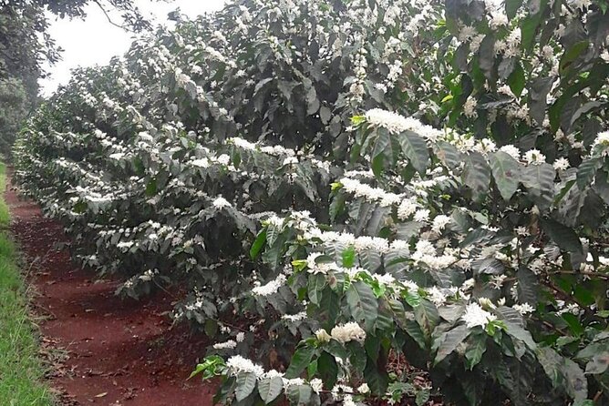 Private Half-Day Tour in Fairview Coffee Farm from Nairobi - From nursery plants to mature coffee trees