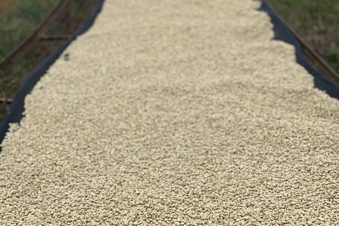 Private Half-Day Tour in Fairview Coffee Farm from Nairobi - Picking, drying, and processing the harvest
