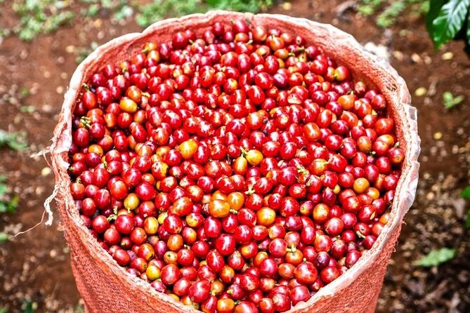 Private Half-Day Tour in Fairview Coffee Farm from Nairobi - Tasting different Kenyan coffee grades and varieties