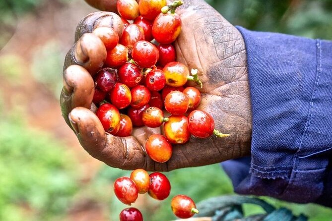 Private Half-Day Tour in Fairview Coffee Farm from Nairobi - Starting at the visitor area