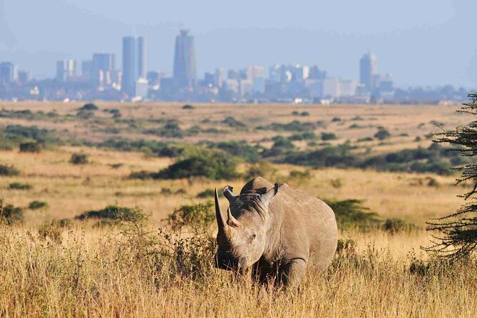 Private Half Day Tour in Nairobi National Park Safari - A genuine safari within Nairobi