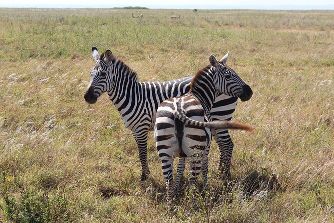 Private Mini Safari Tour in Nairobi - What three hours in Nairobi National Park can deliver