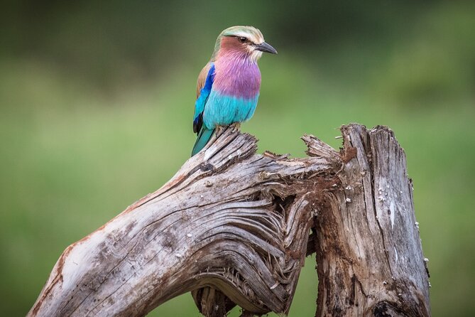 Private Mini Safari Tour in Nairobi - The value of $180 per person