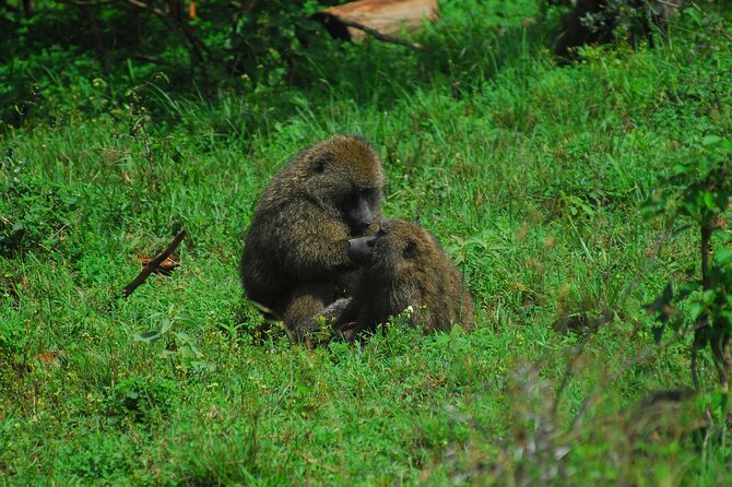 Private Mini Safari Tour in Nairobi - What this safari does not replace