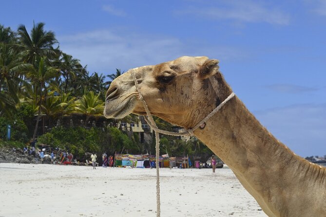 PRIVATE: MOMBASA FULL DAY TOUR and EXCURSUION - Haller Park turns old quarries into a nature stop