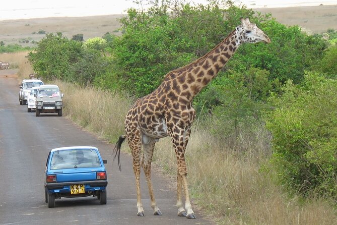 Private Morning Safari to Nairobi National Park & Giraffe Center - What the $148.17 price covers