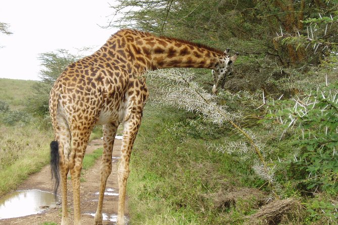 Private Morning Safari to Nairobi National Park & Giraffe Center - Private touring, timing, and pickup