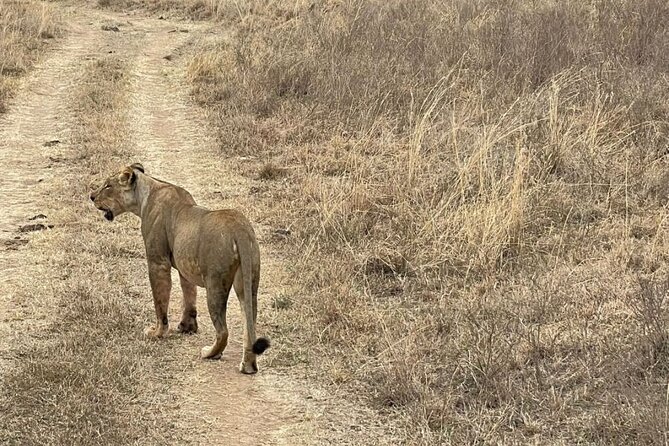 Private Nairobi National Park Day Tour - What the guides add to the experience