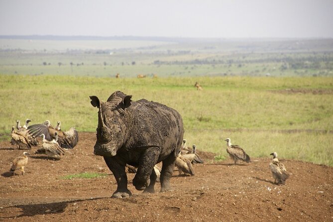 Private Nairobi National Park Day Tour - The five-hour game drive, from pickup to return