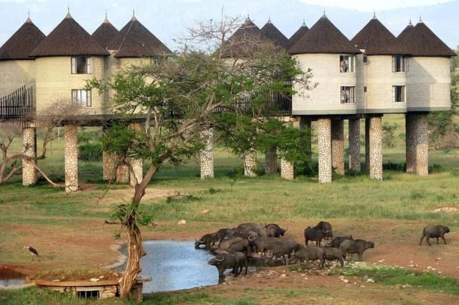 PRIVATE OVERNIGHT SALTLICK SAFARI FROM MOMBASA OR DIANI - Lunch and the first afternoon game drive