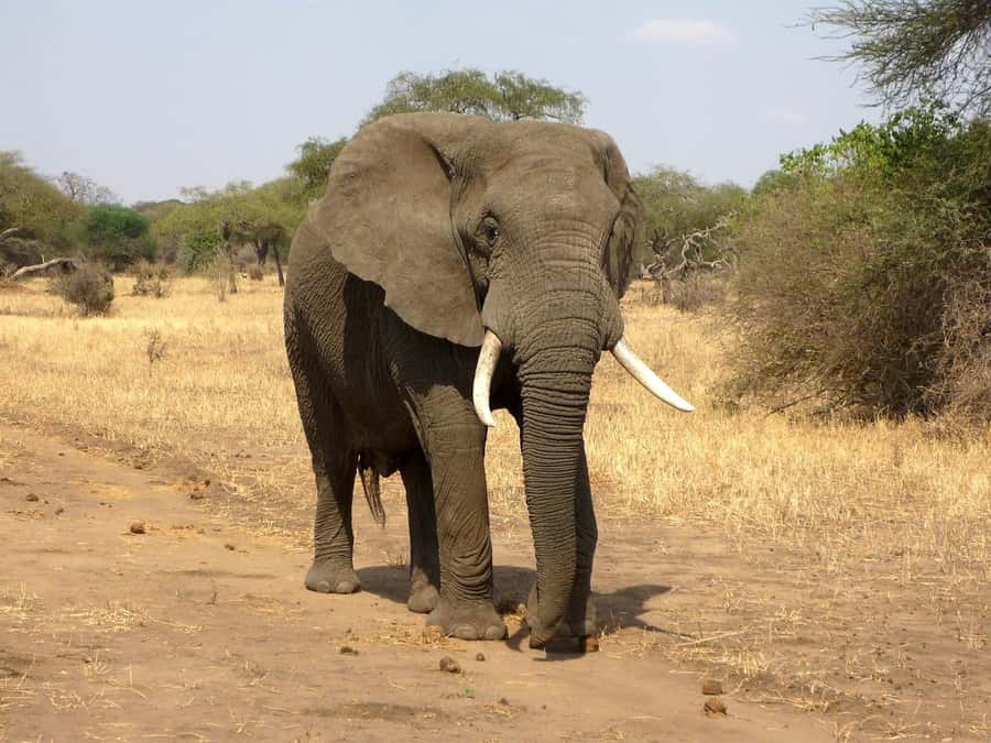 PRIVATE OVERNIGHT SALTLICK SAFARI FROM MOMBASA OR DIANI - Who will enjoy this two-day safari most