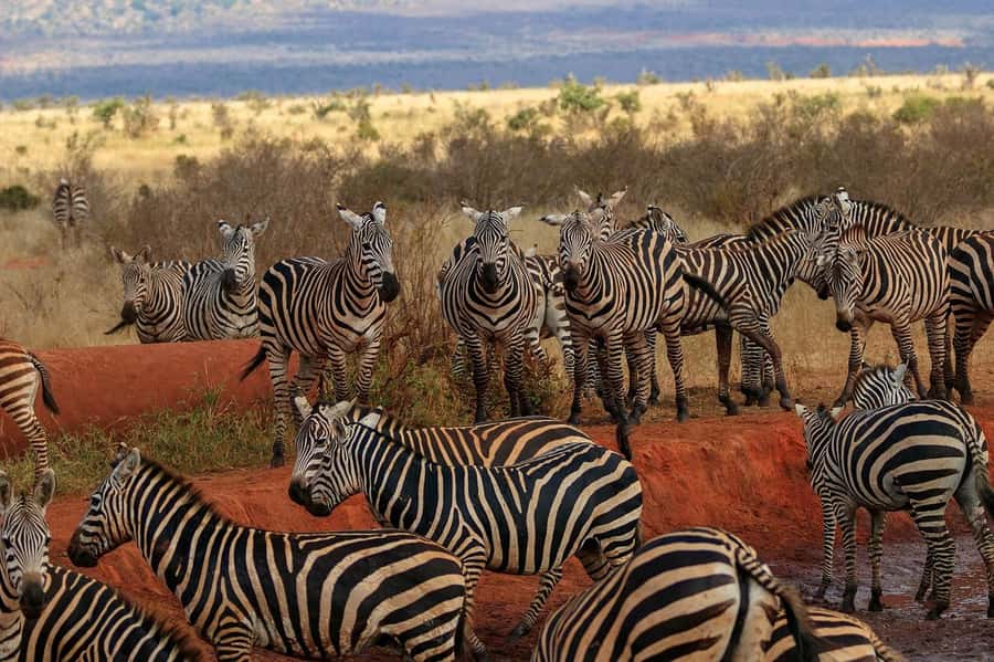 PRIVATE OVERNIGHT SALTLICK SAFARI FROM MOMBASA OR DIANI - Should you book this Salt Lick safari?