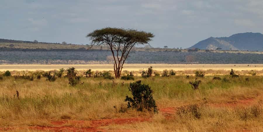 PRIVATE OVERNIGHT TSAVO EAST SAFARI FROM MOMBASA OR DIANI - Key points at a glance